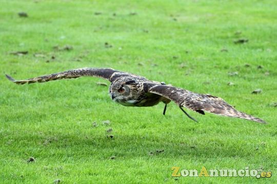 ESPECTÁCULOS CON AVES. VARIAS PROVINCIAS.